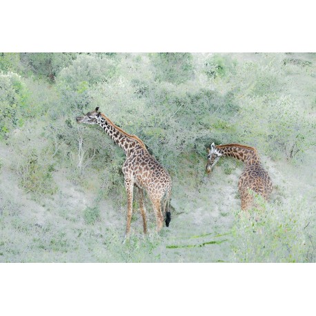 Girafes abstraites © Lionel Maye